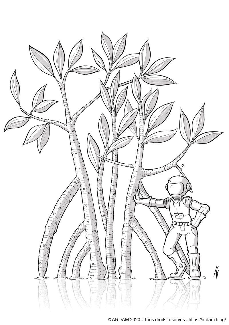 Mangroves & Astronautes